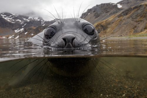South Georgia Island Photography by Joshua Holko SouthGeorgia-8.jpg