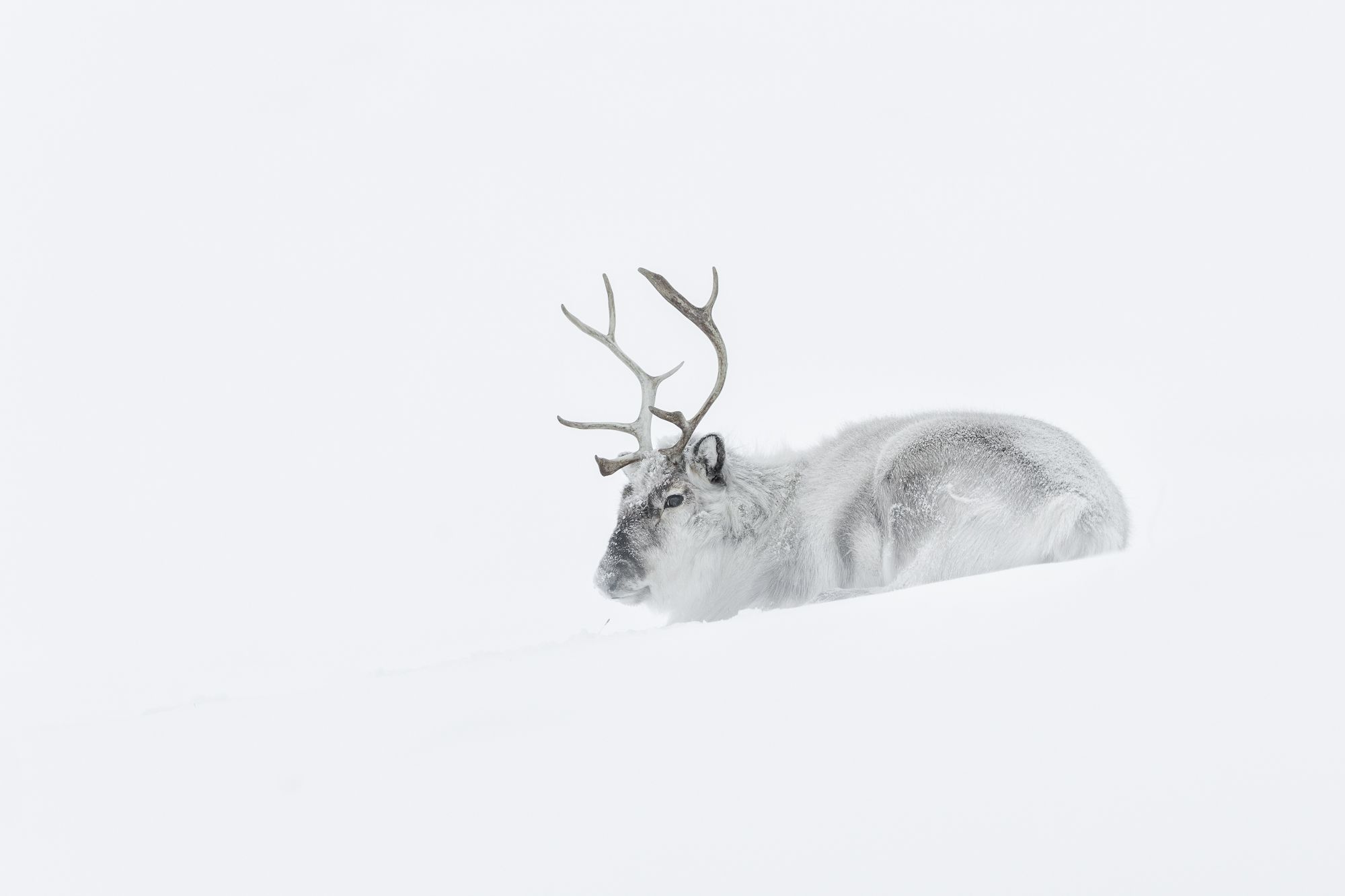 Reindeer in Snow in the Arctic