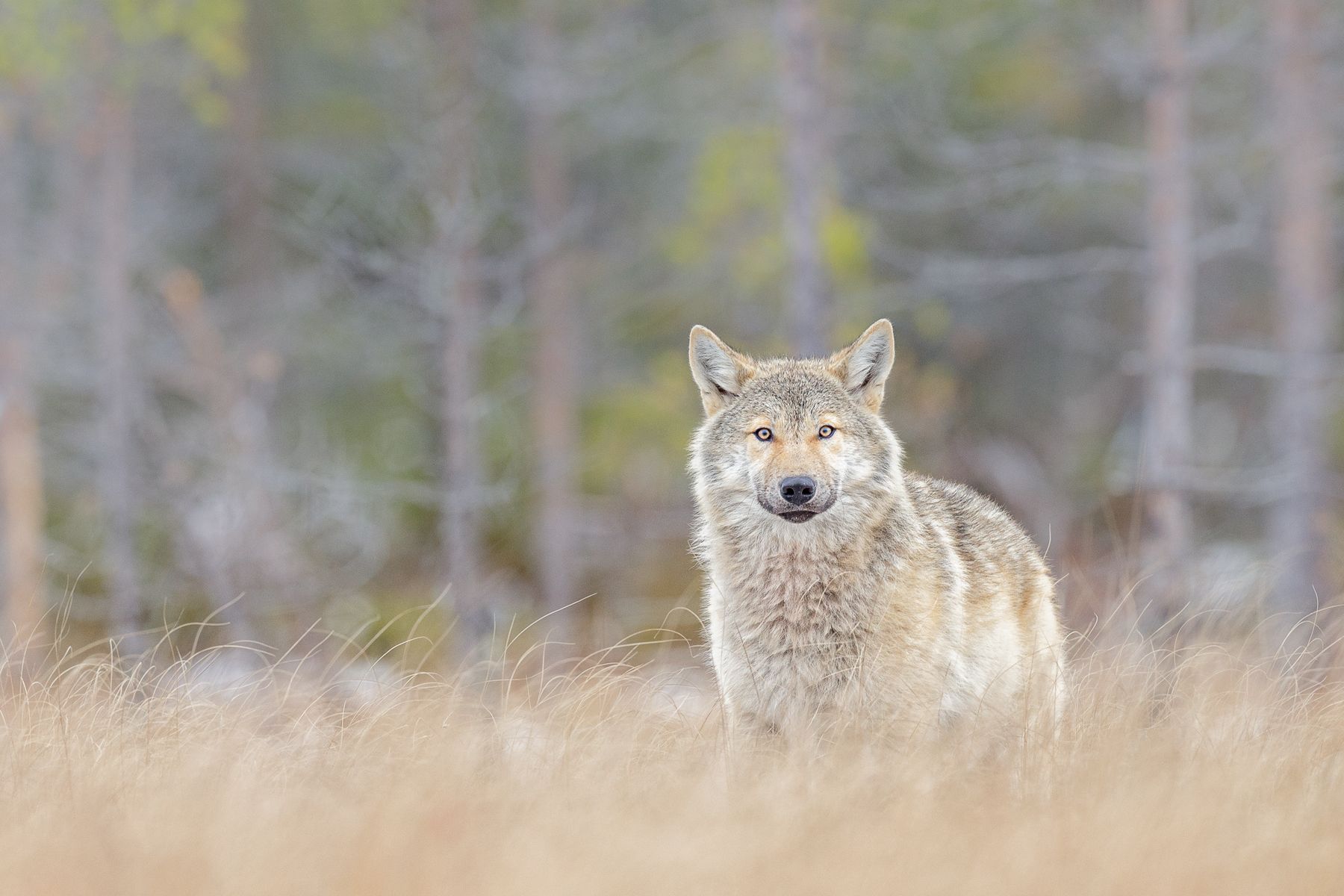 Wolf on the Finland border with Russia