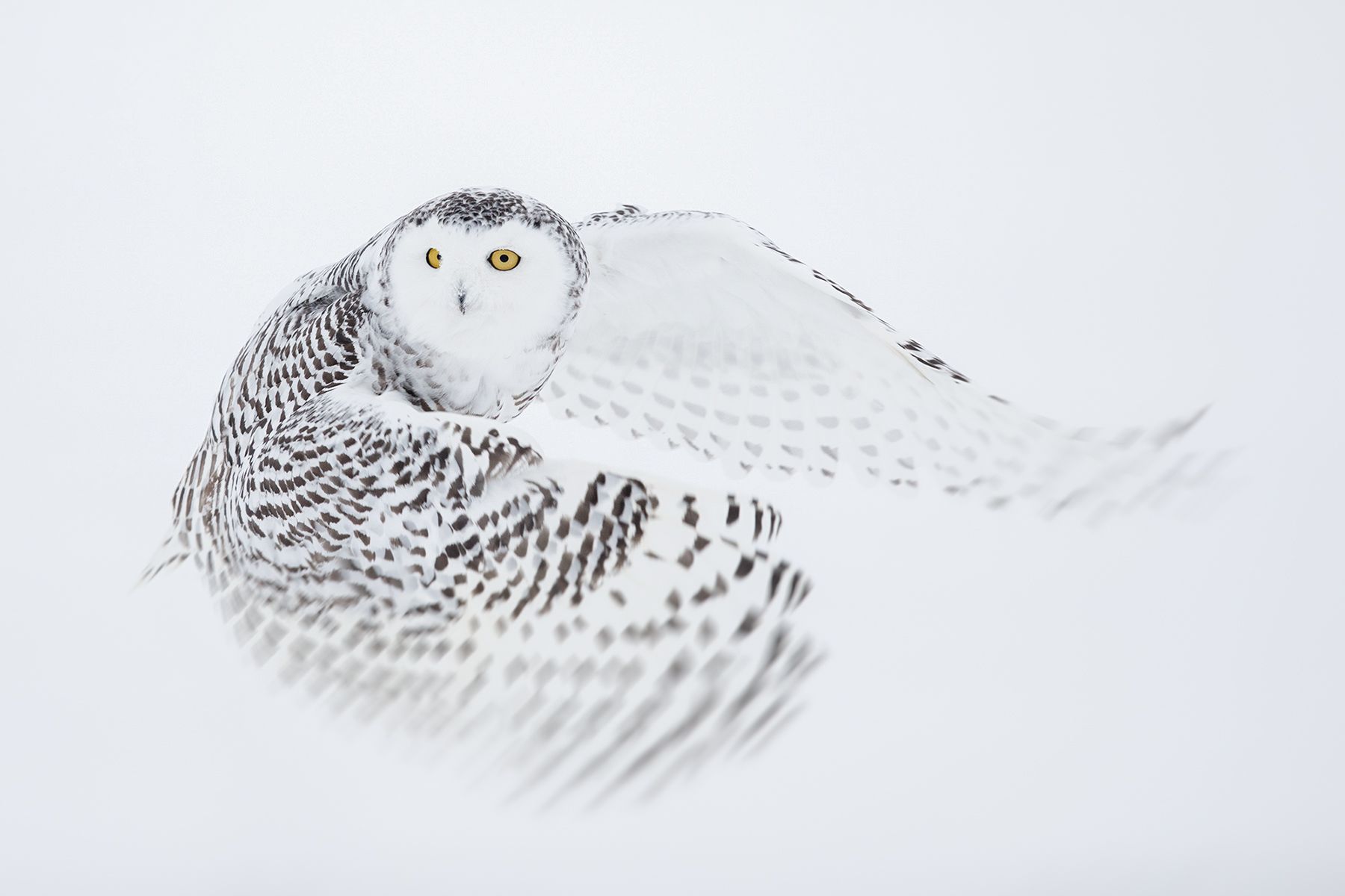 Snowy Owl in Flight Joshua Holko