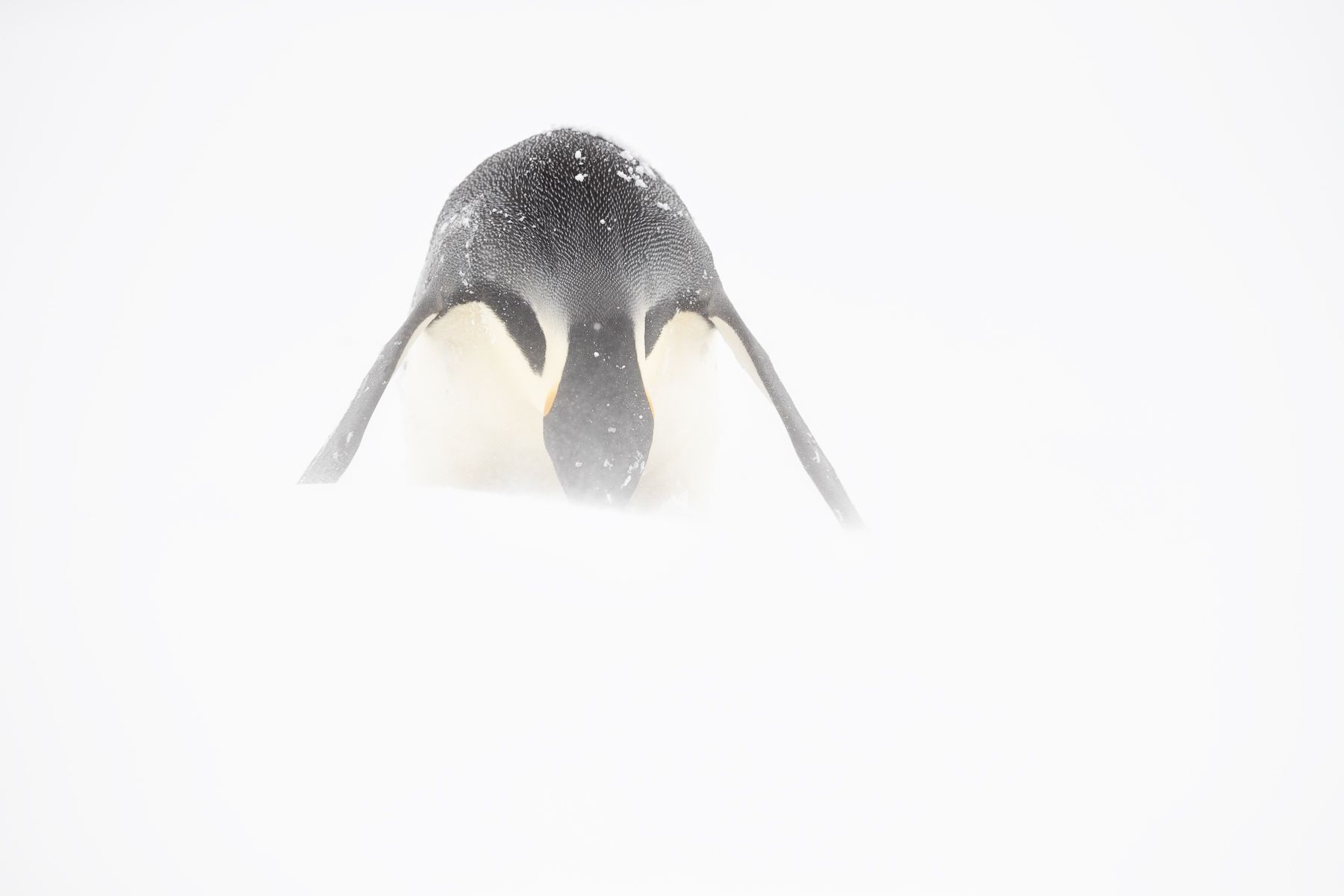 Emperor Penguin