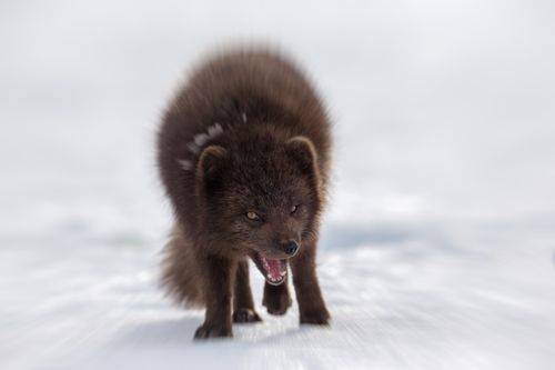Arctic Fox Photography by Joshua Holko Arctic-11.jpg