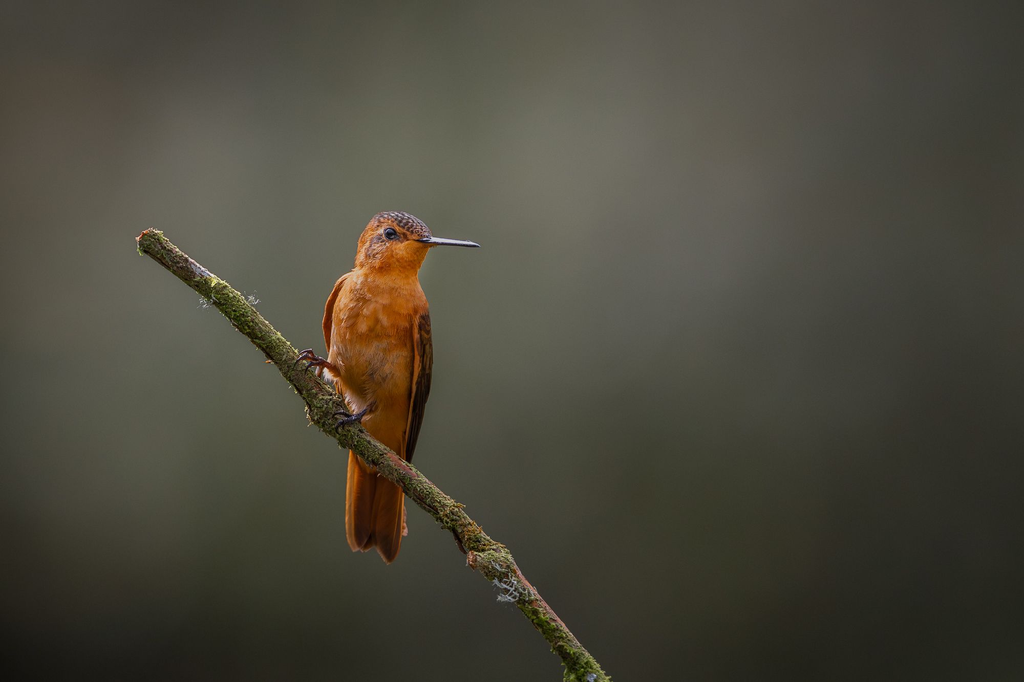 Hummingbird