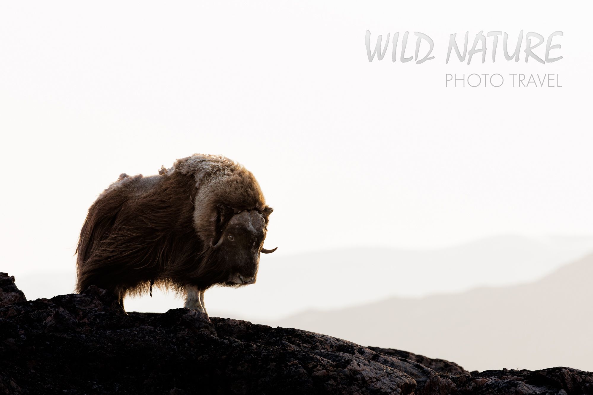 Musk Ox Greenland