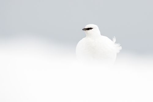 Svalbard Winter Ptarmigan