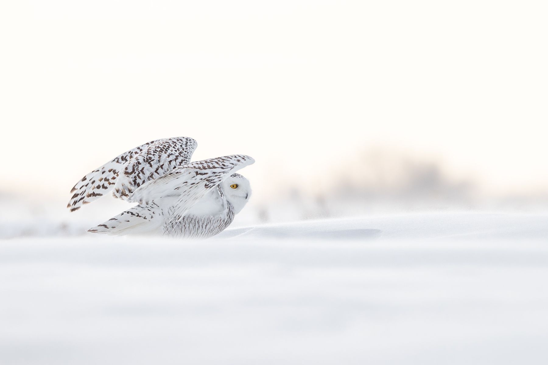 Snowy Owl Photograph by Joshua Holko