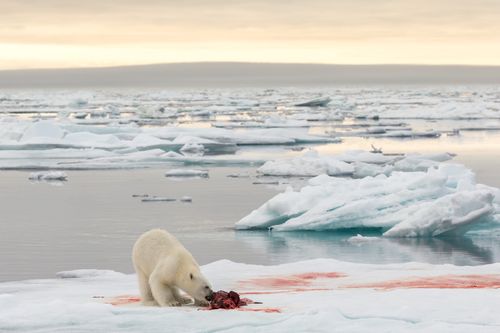Svalbard Arctic Photography by Joshua Holko Svalbard-31.jpg