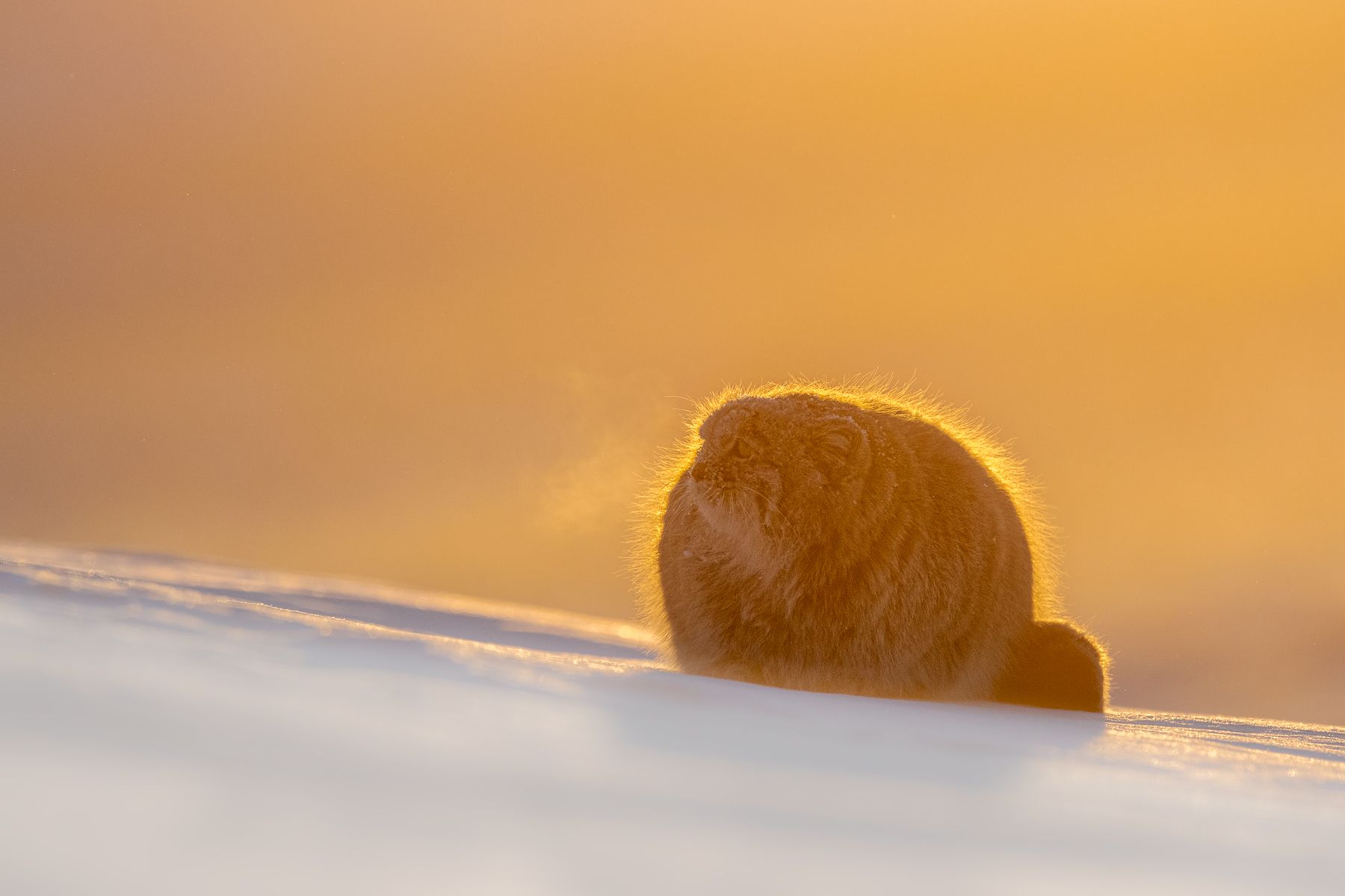 Pallas Cat in Snow in Winter in Mongolia