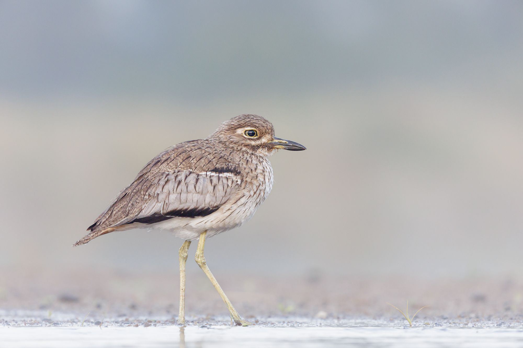 Bird at Lagoon Hide