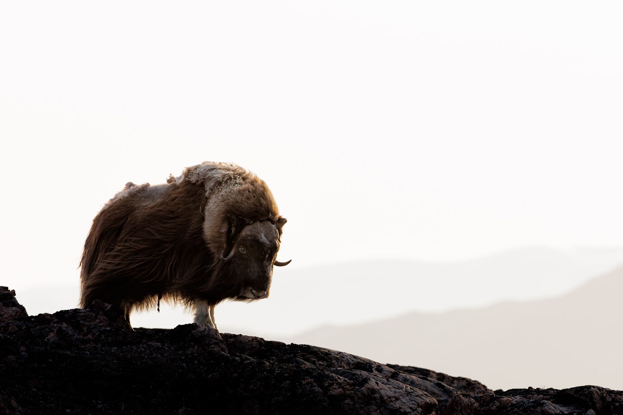 Musk Ox Greenland
