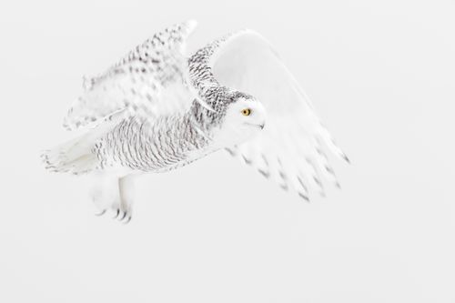 Snowy Owl in Flight