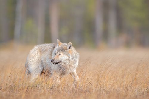 Wolf on the Finland border with Russia