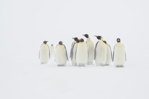 Emperor Penguin