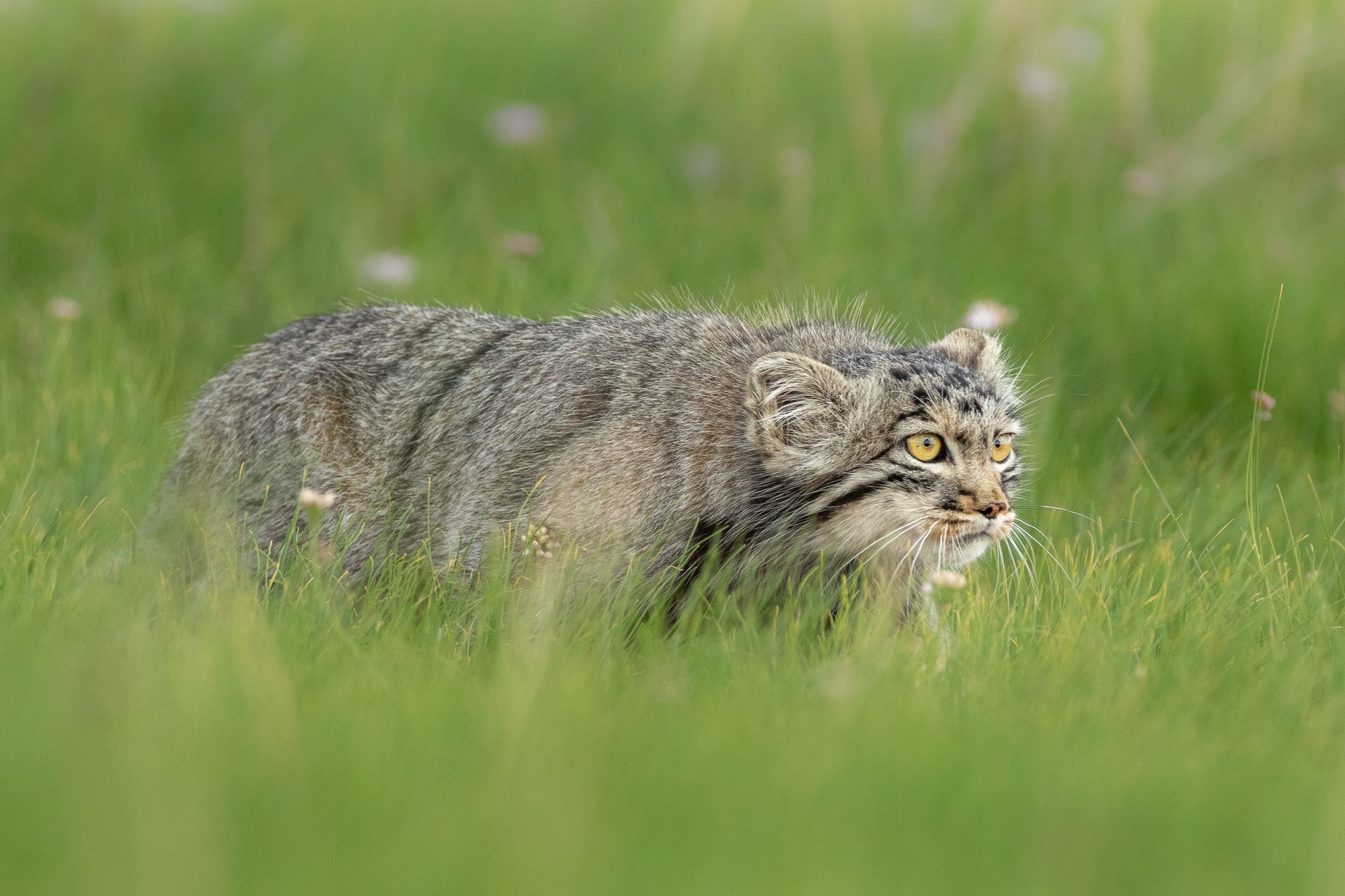 Pallas Cat in Grass