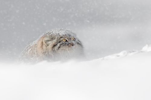 Pallas Cat in Snow in Winter in Mongolia