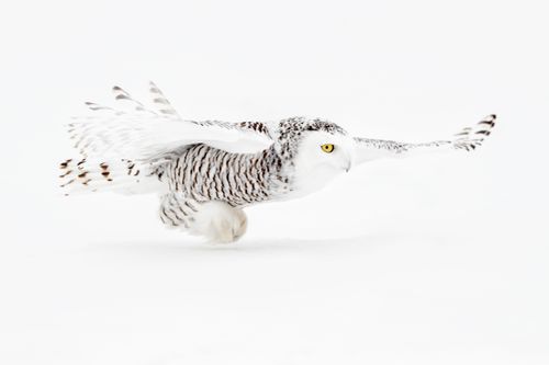 Snowy Owl Photograph by Joshua Holko