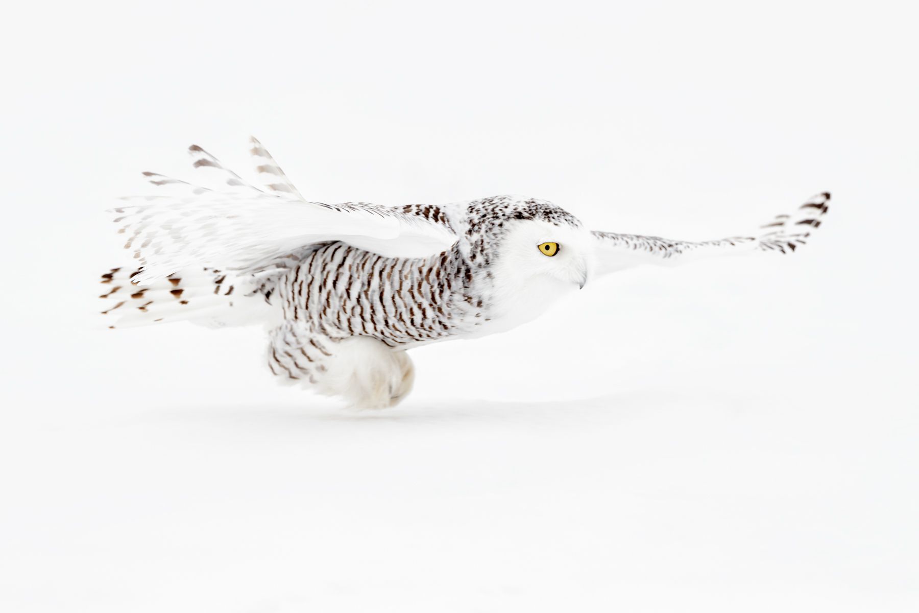Snowy Owl Photograph by Joshua Holko