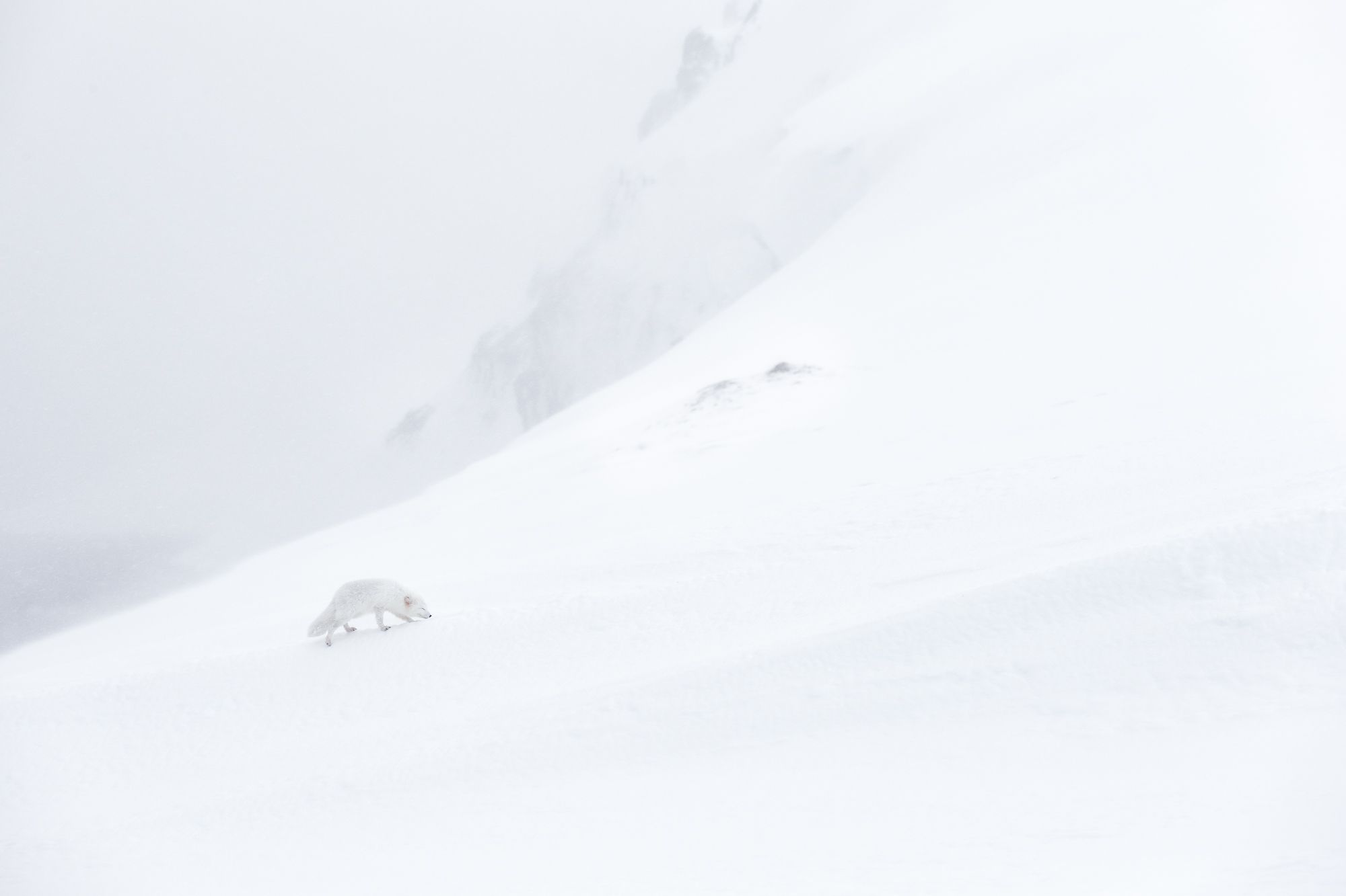 White Morph Arctic Fox