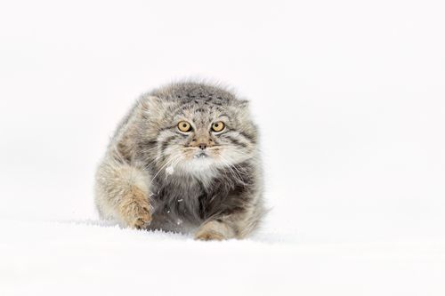 Pallas Cat in Snow in Mongolia