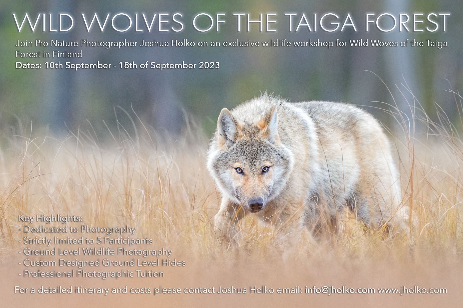 Wild Wolves of the Taiga Forest