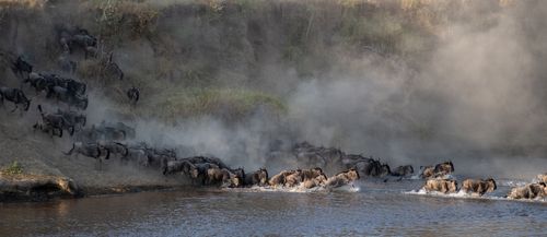 Tanzania Serengeti Great Migration ABiggs220711_Lamai_050.jpg