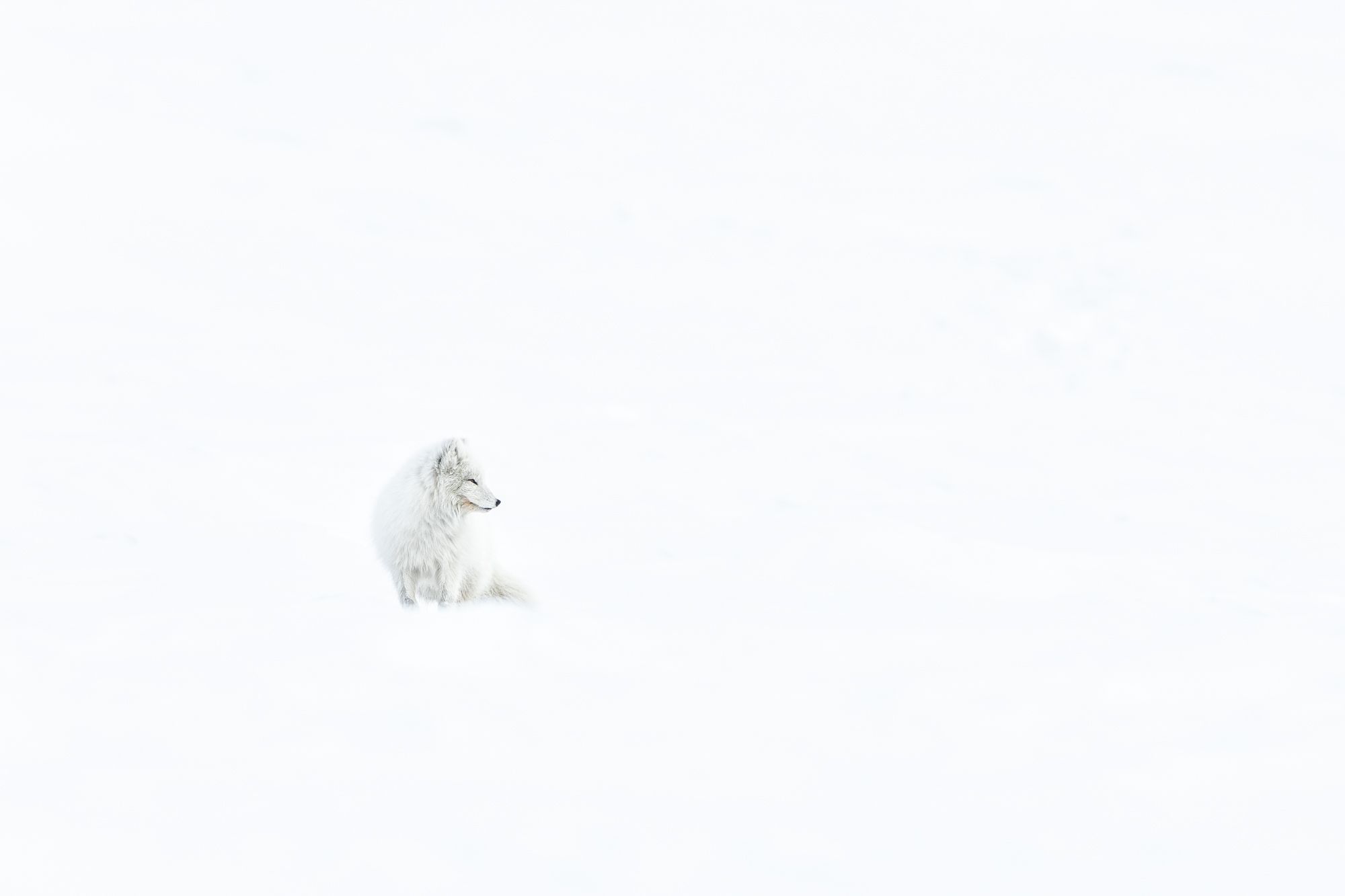 White Morph Arctic Fox