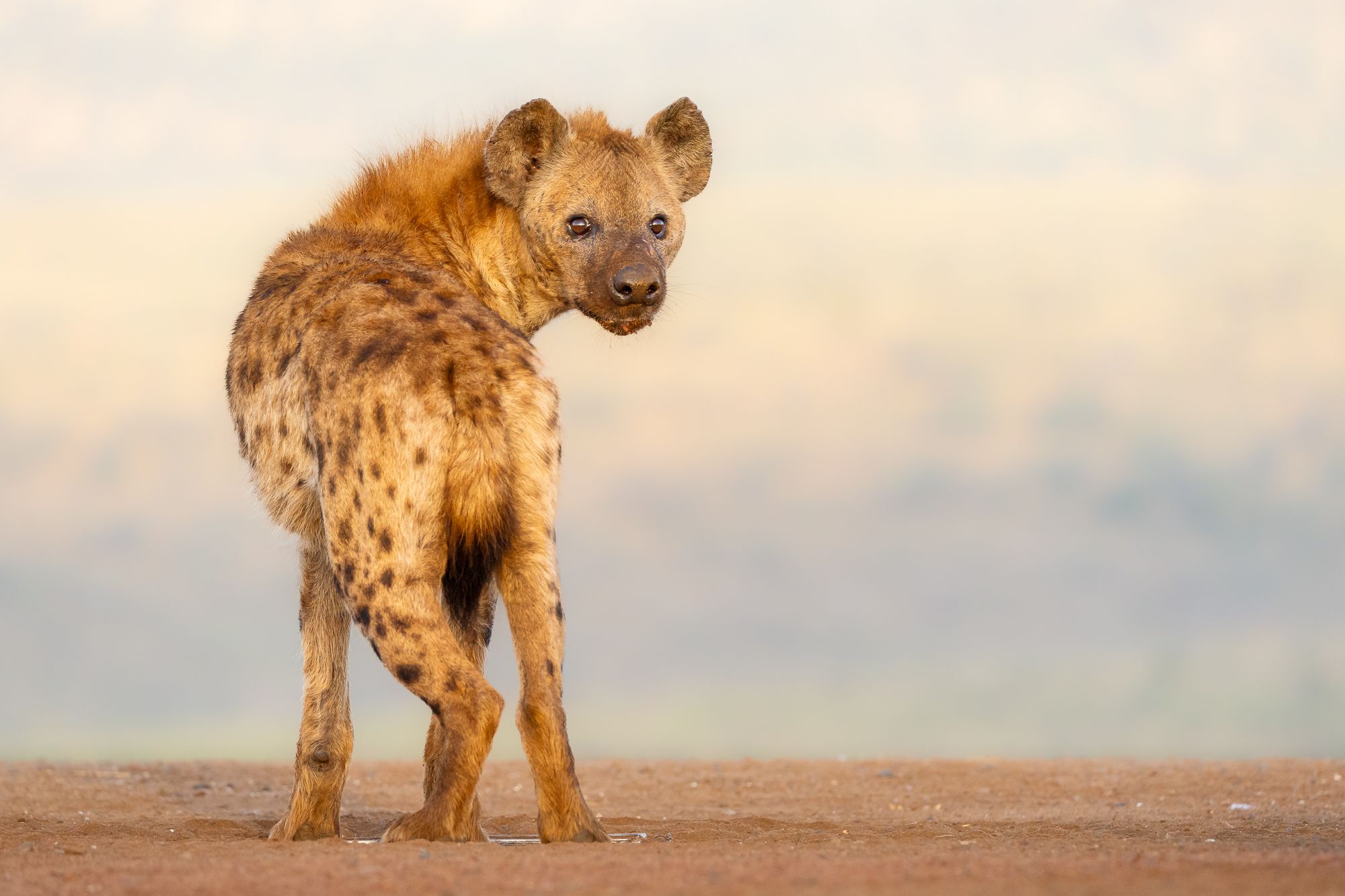 Spotted Hyaena