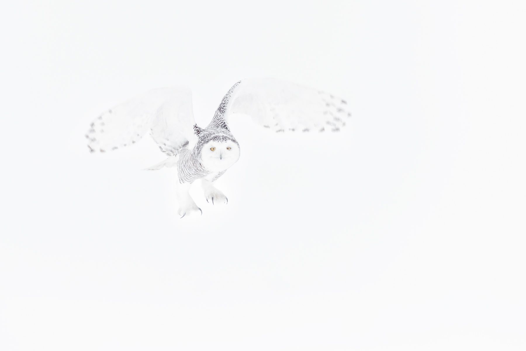 Snowy Owl Photograph by Joshua Holko