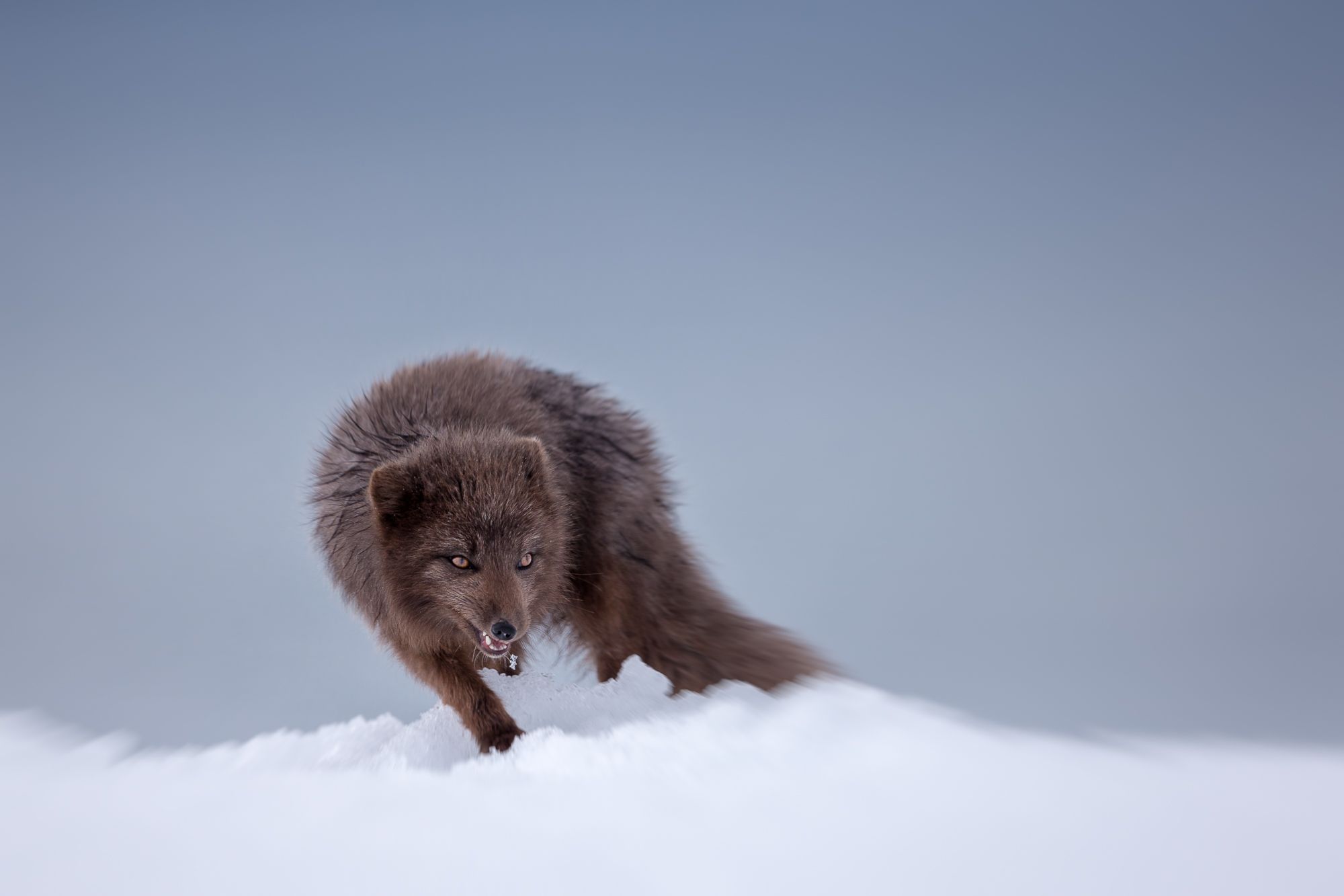 Blue Morph Arctic Fox
