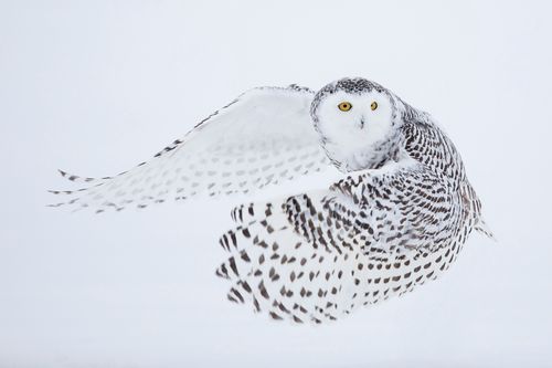 Snowy Owl Canada
