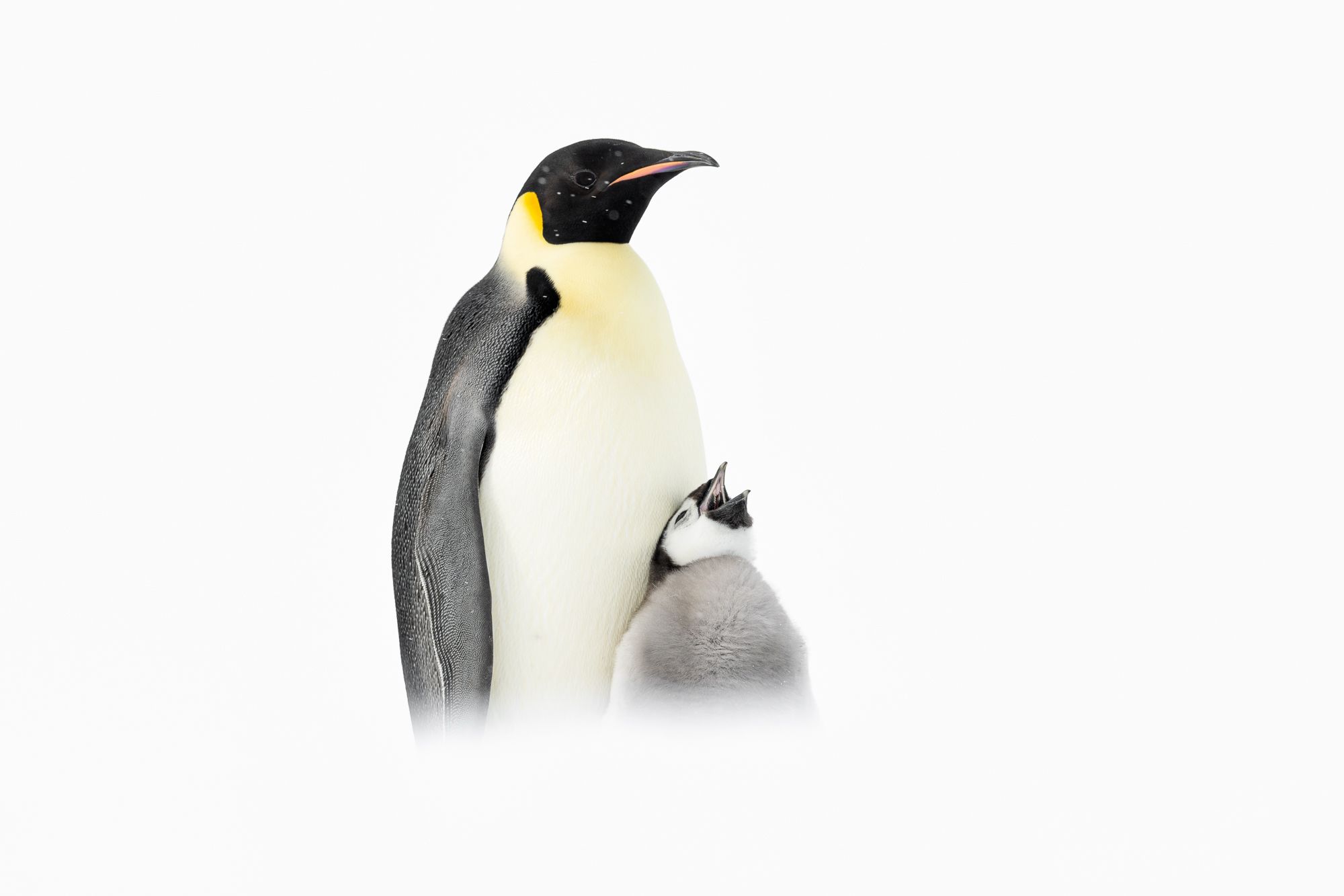 Emperor Penguin and Chick Antarctica