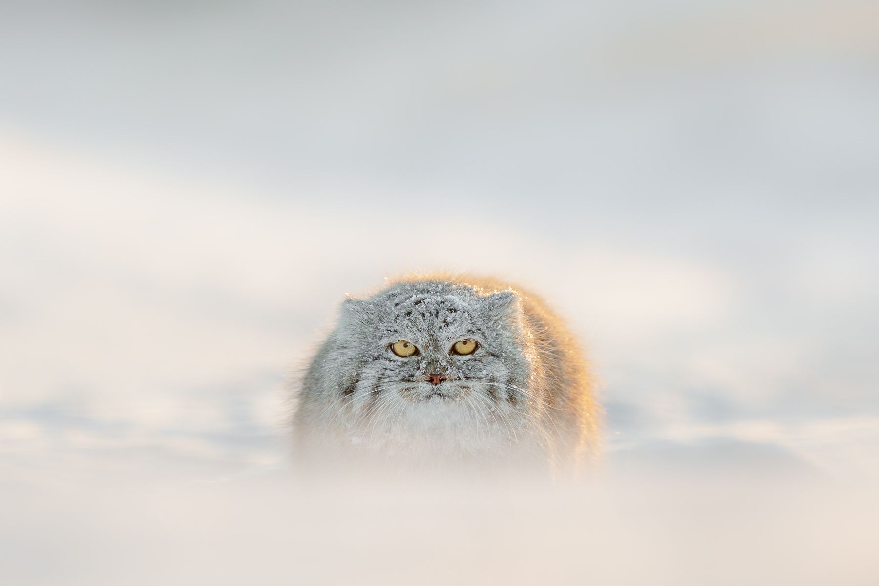 Pallas Cat in Snow in Winter in Mongolia