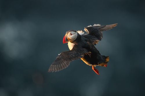 Atlantic Puffin 