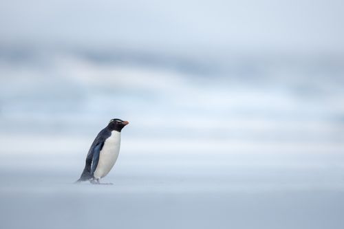 Falklands-3.jpg