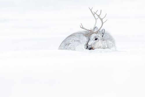 Reindeer in Svalbard in Winter