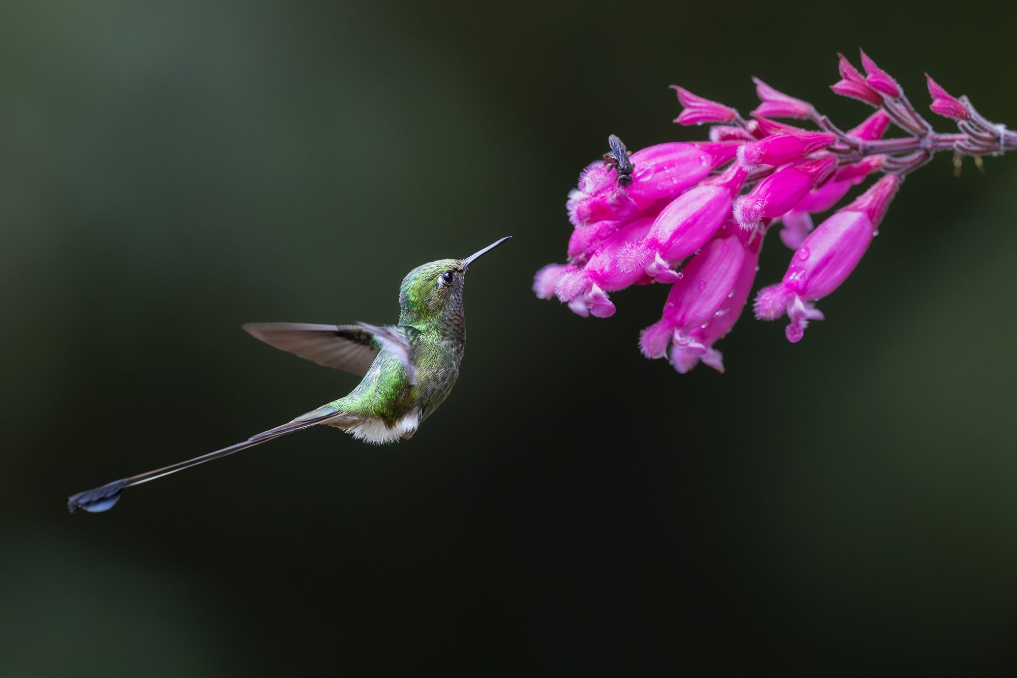 Hummingbird