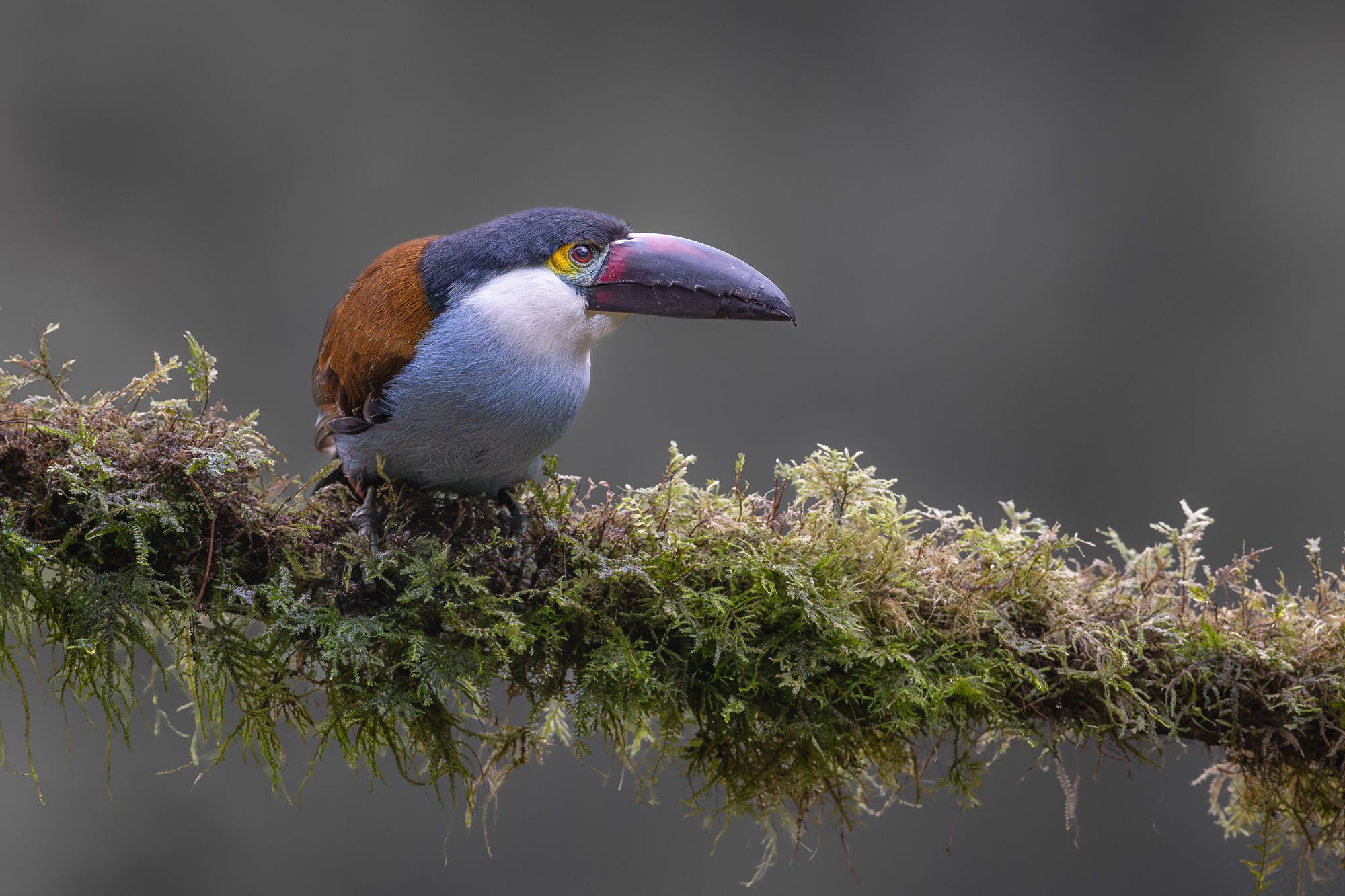 Toucan