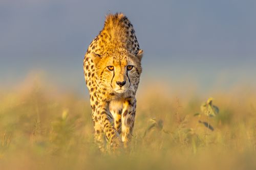 Cheetah on the Hunt