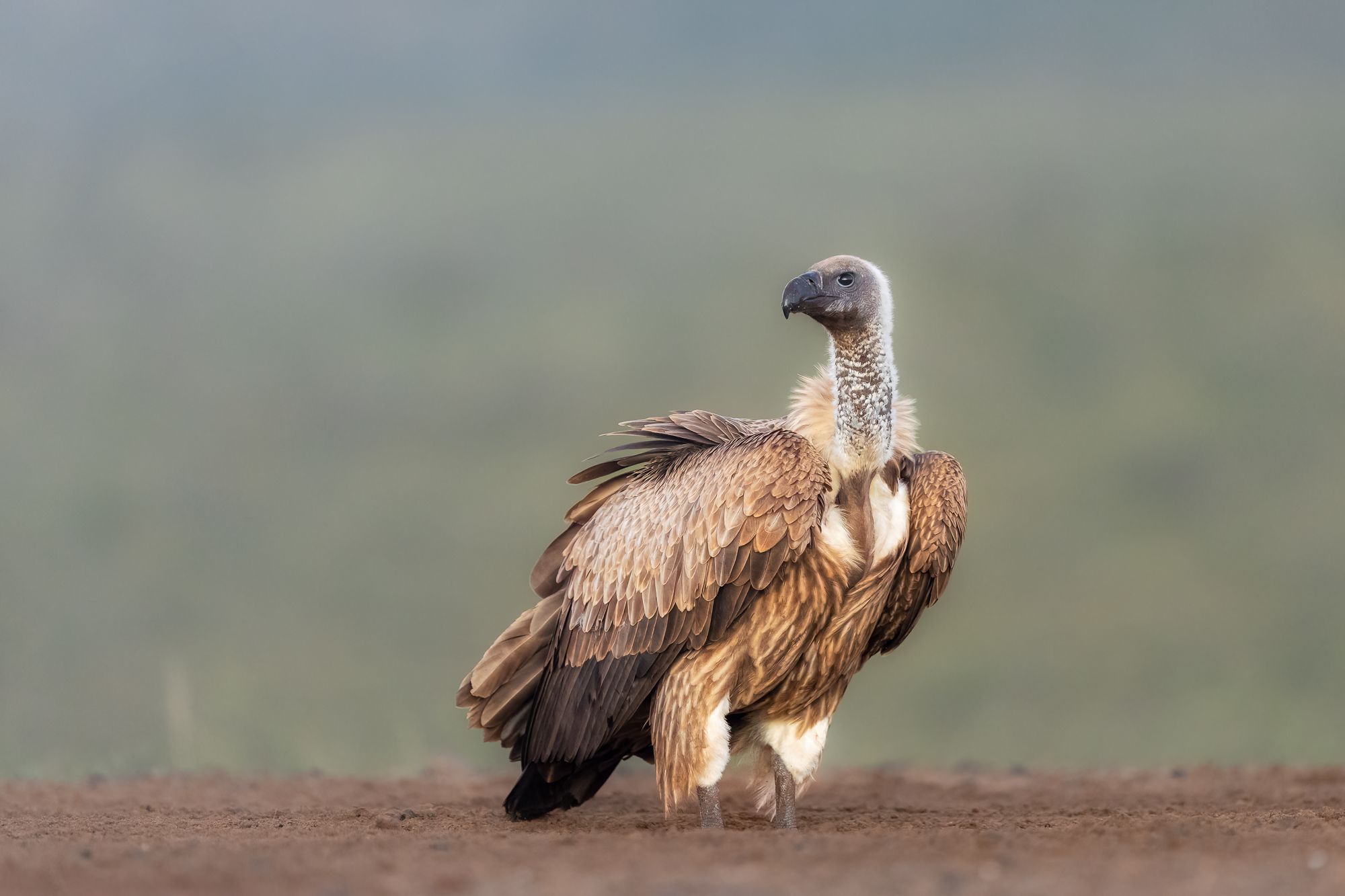 White Backed Vulture