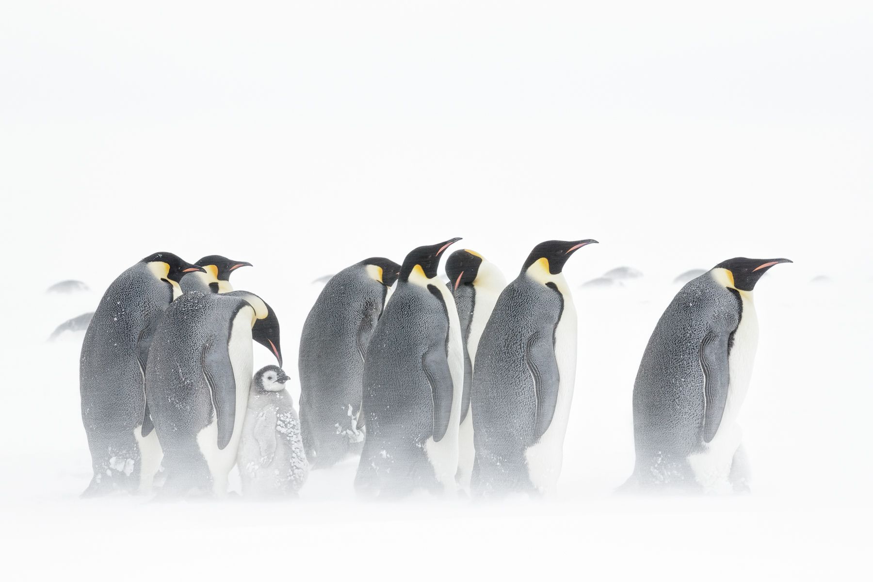 Emperor Penguin
