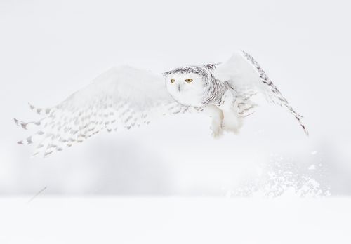 Snowy Owl Photograph by Joshua Holko
