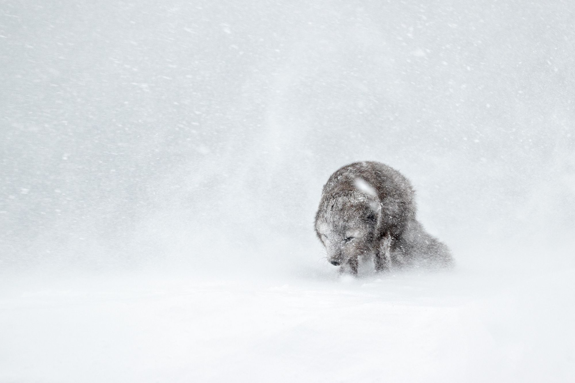 Blue Morph Arctic Fox