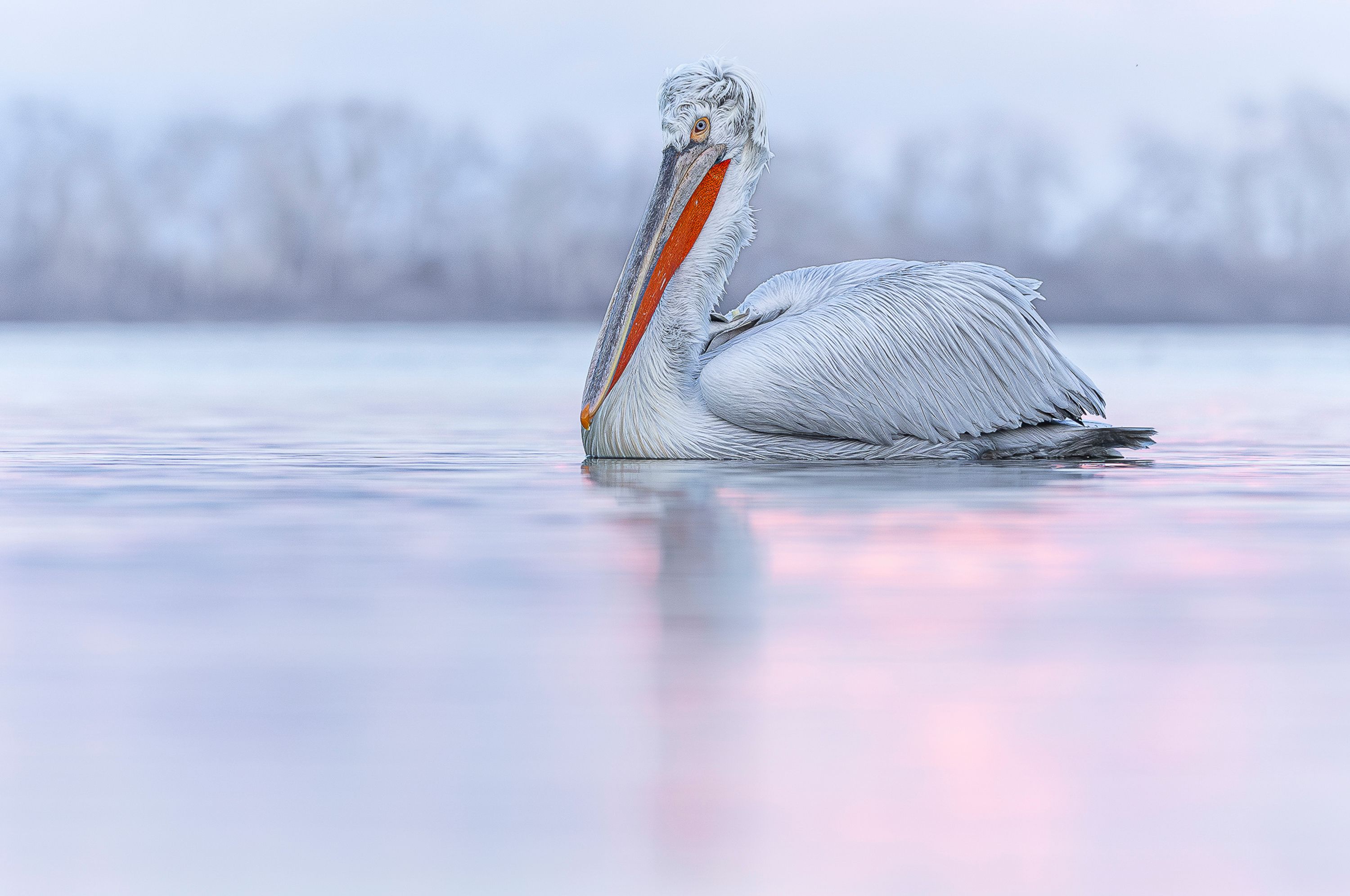 Dalmation Pelican