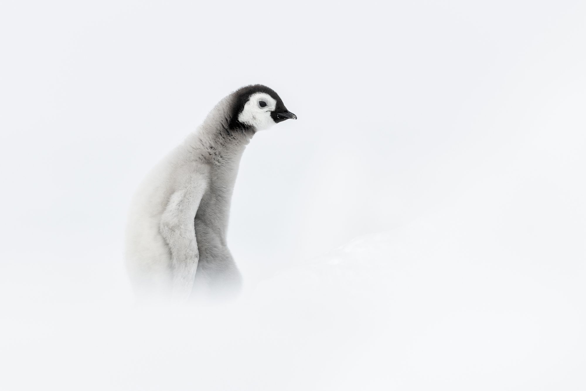 Emperor Penguin Chick Antarctica