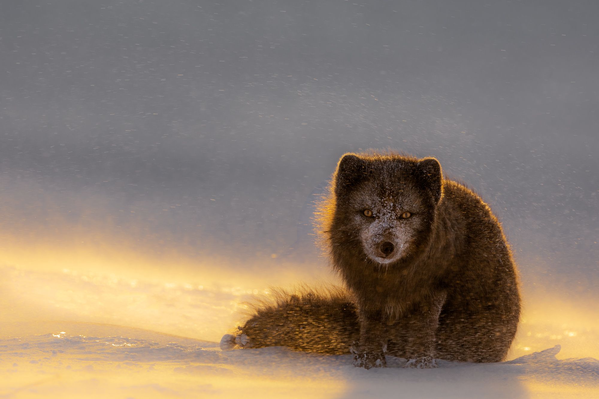 Blue Morph Arctic Fox 