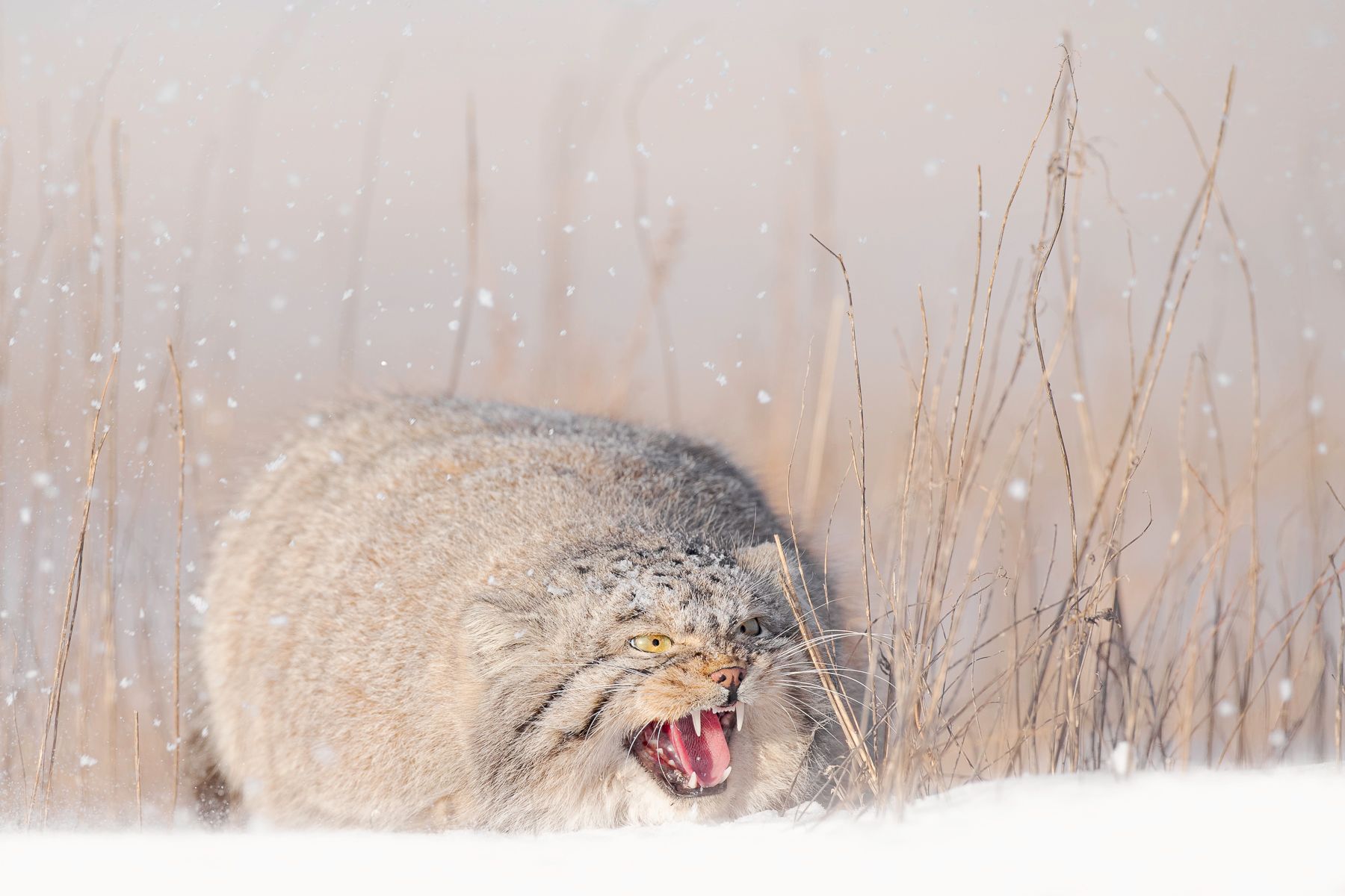 Pallas Cat in Snow in Winter in Mongolia