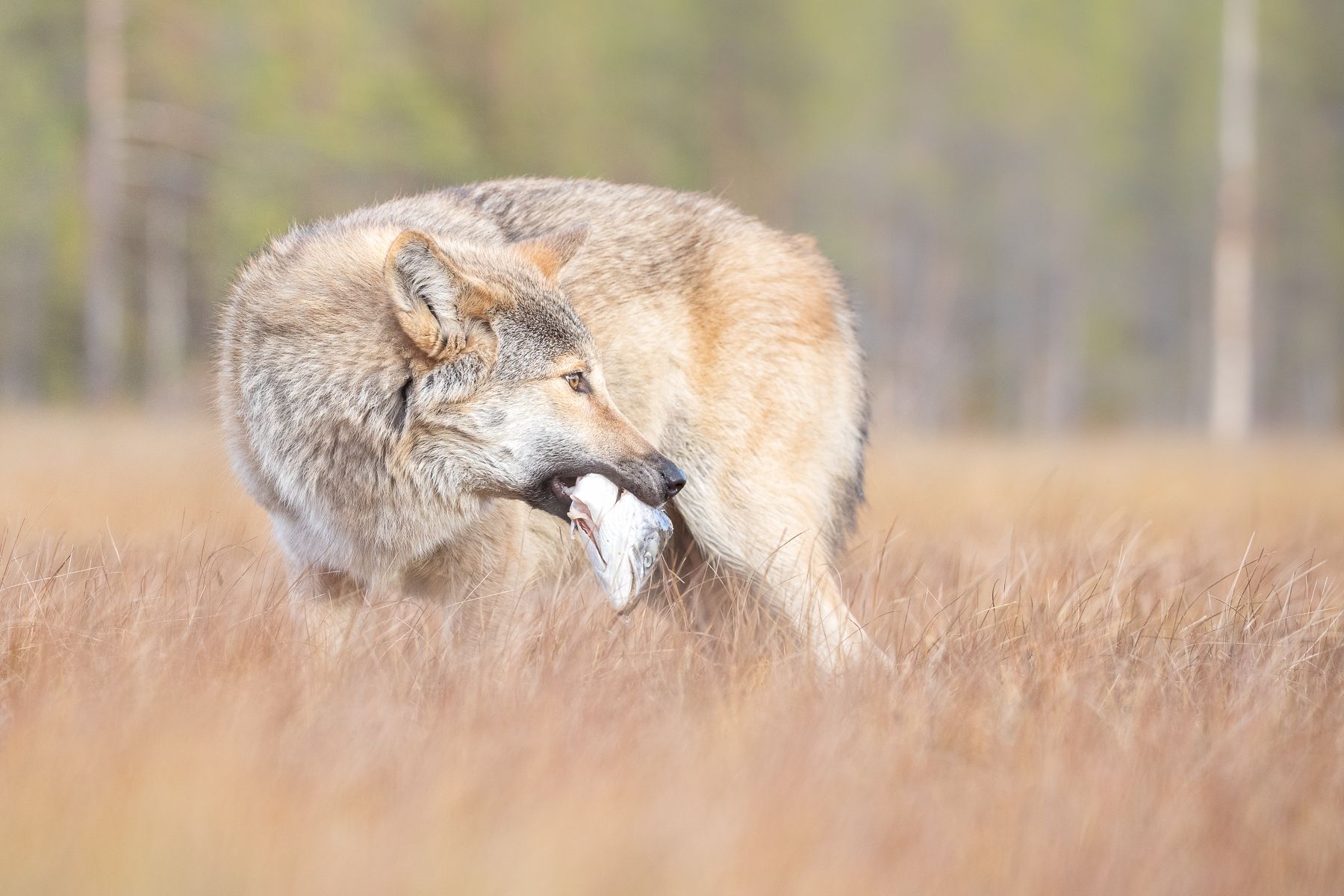 Wolf on the Finland border with Russia