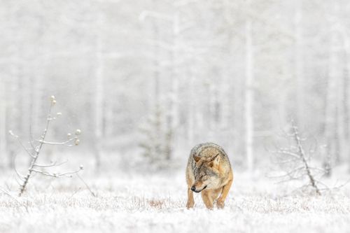 finlandwinter-14-holko.jpg