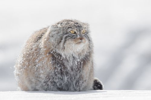 Pallas Cat in Snow in Winter in Mongolia