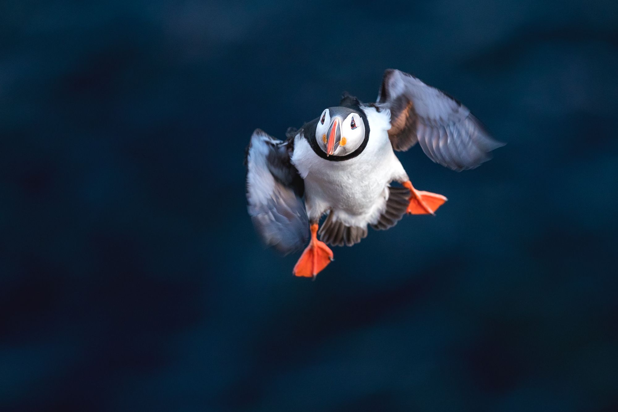 Atlantic Puffin 